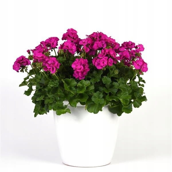 Pelargonia MARCADA VIOLET P9