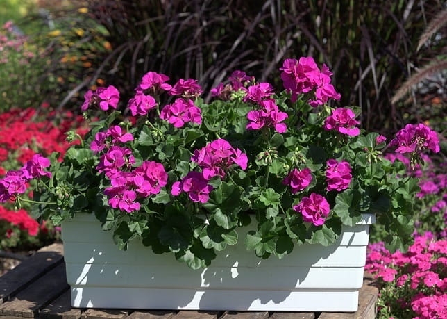 Pelargonia MARCADA VIOLET P9