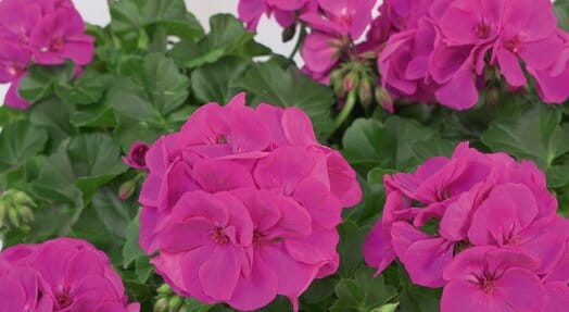 Pelargonia MARCADA VIOLET P9
