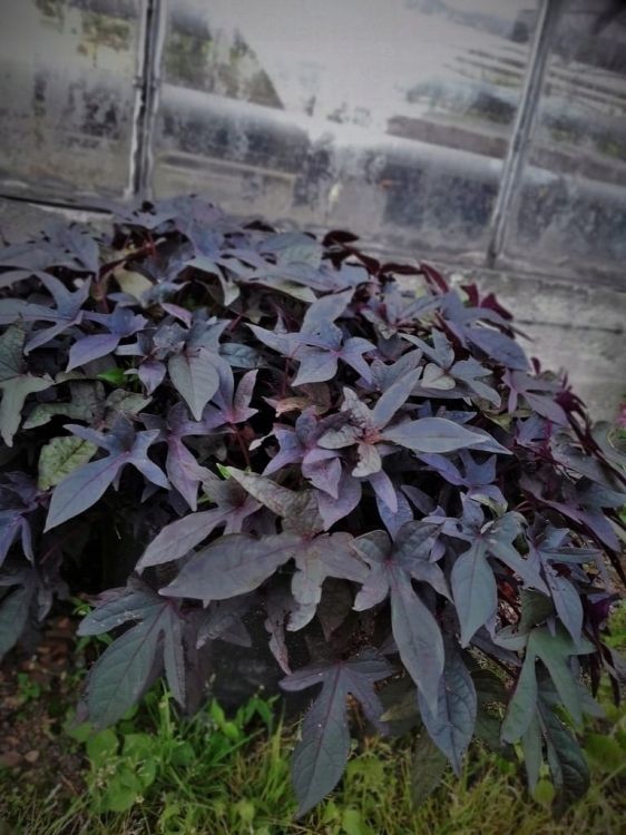 Wilec IPOMOEA ciemny Strzępiasty p9