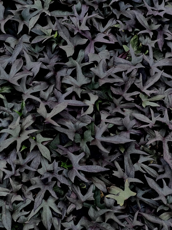 Wilec IPOMOEA ciemny Strzępiasty p9