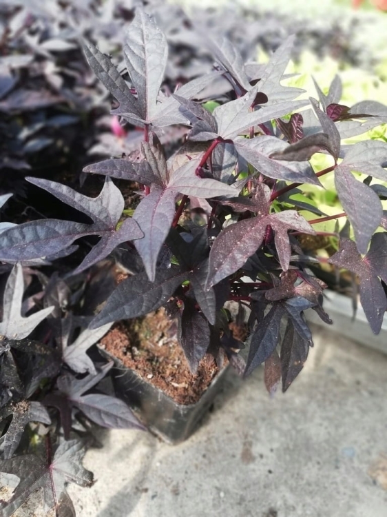 Wilec IPOMOEA ciemny Strzępiasty p9