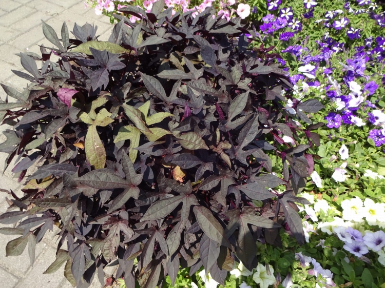 Wilec IPOMOEA ciemny Strzępiasty p9