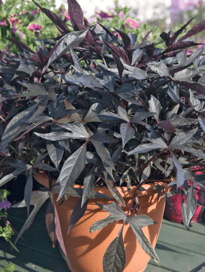 Wilec IPOMOEA ciemny Strzępiasty p9