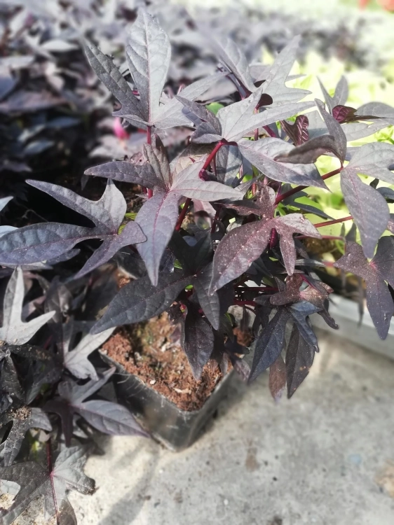 Wilec IPOMOEA ciemny Strzępiasty p9