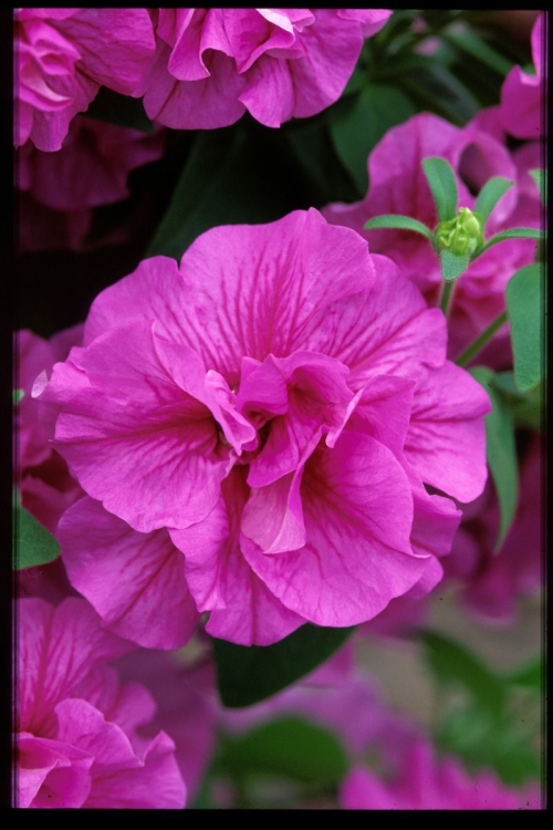 SURFINIA PETUNIA Tumbelina Candyfloss pełna p9