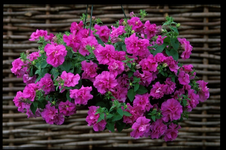 SURFINIA PETUNIA Tumbelina Candyfloss pełna p9