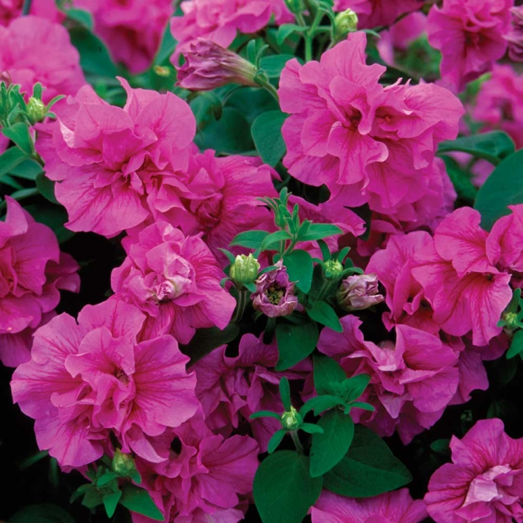 SURFINIA PETUNIA Tumbelina Candyfloss pełna p9