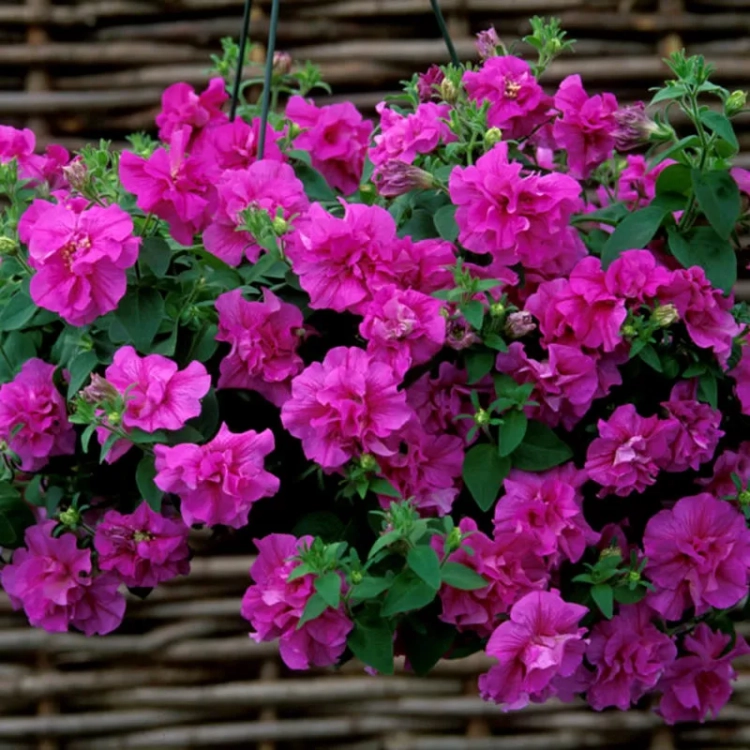 SURFINIA PETUNIA Tumbelina Candyfloss pełna p9