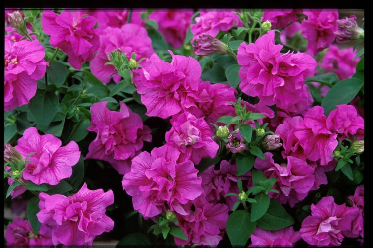 SURFINIA PETUNIA Tumbelina Candyfloss pełna p9