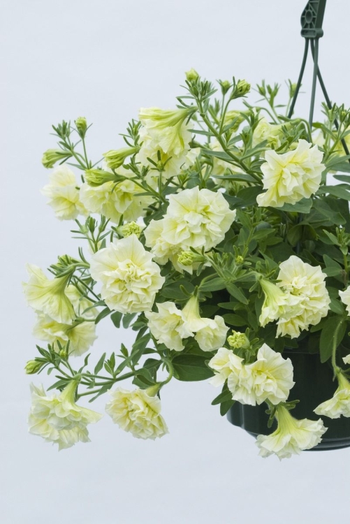 SURFINIA PETUNIA Tumbelina Susanne pełna p9