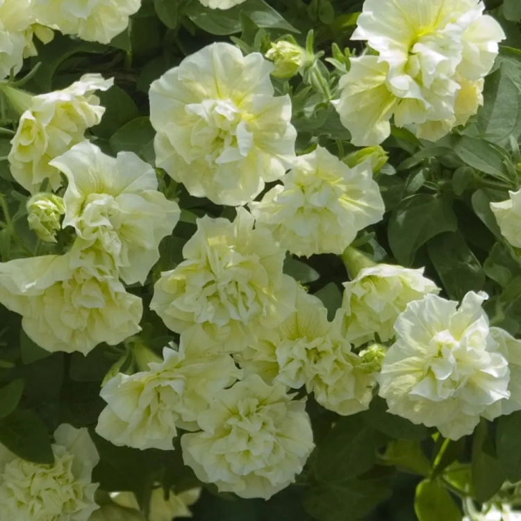 SURFINIA PETUNIA Tumbelina Susanne pełna p9