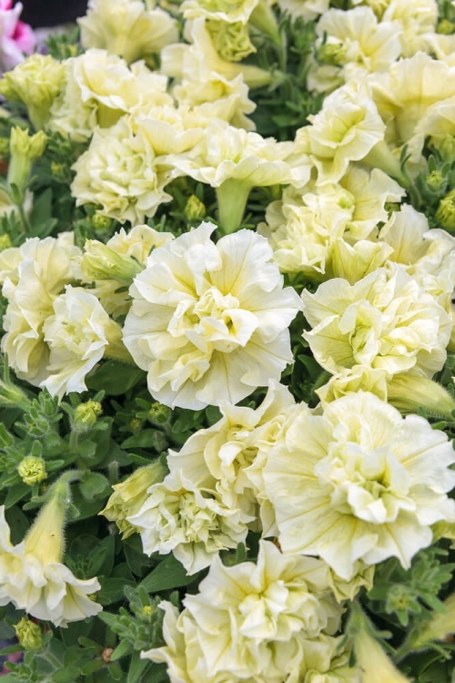 SURFINIA PETUNIA Tumbelina Susanne pełna p9