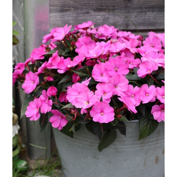 Niecierpek Sunpatiens Compact Hot Pink