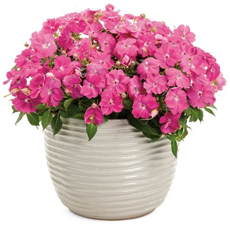 Niecierpek Sunpatiens Compact Hot Pink