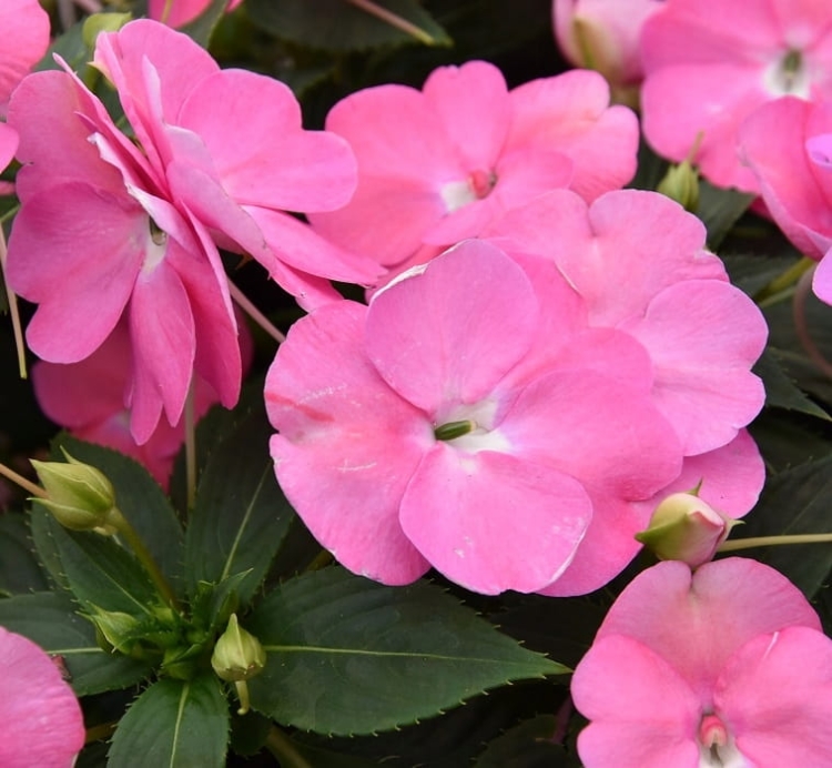 Niecierpek Sunpatiens Vigorous Pretty Pink