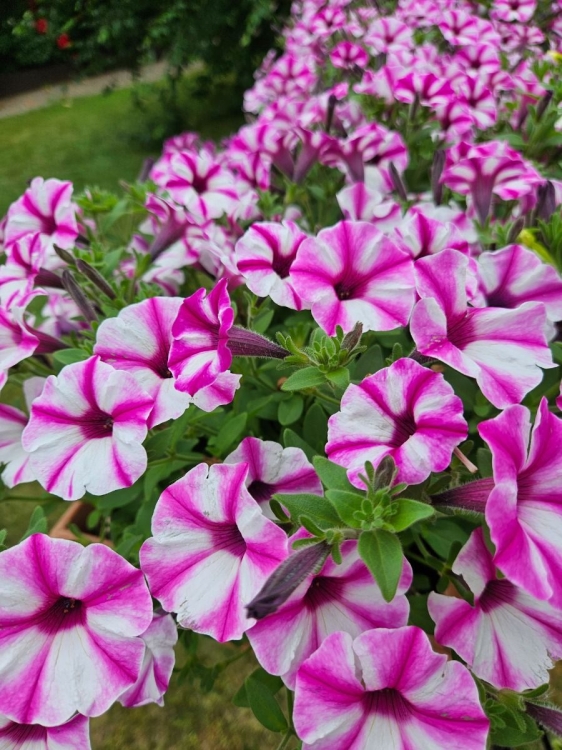 Supertunia VISTA Raspberry Star p9