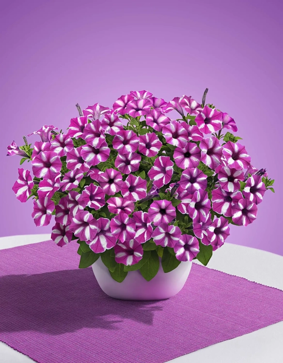 Supertunia VISTA Raspberry Star p9