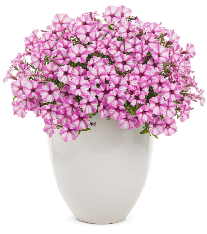 Supertunia VISTA Raspberry Star p9