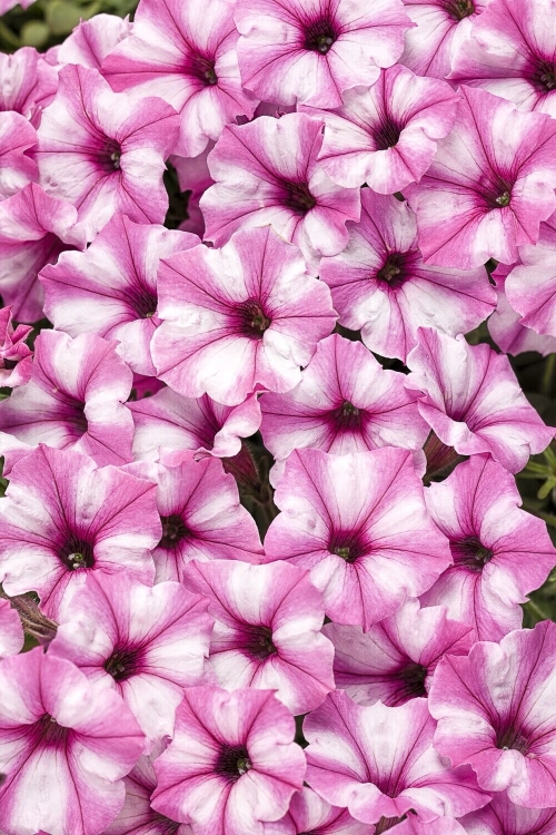 Supertunia VISTA Raspberry Star p9