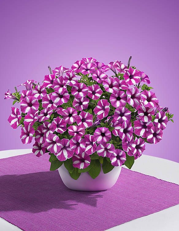 Supertunia VISTA Raspberry Star p9