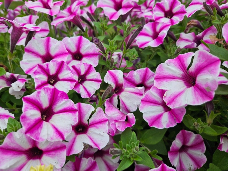 Supertunia VISTA Raspberry Star p9