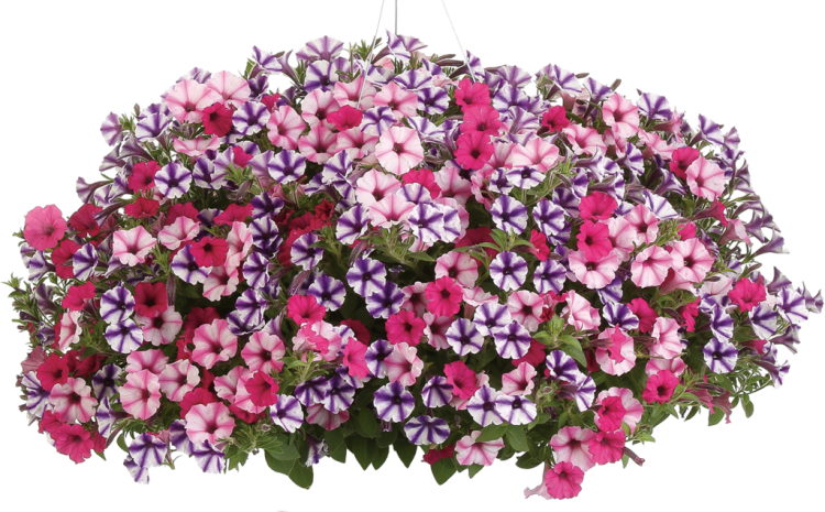 Supertunia VISTA Raspberry Star p9