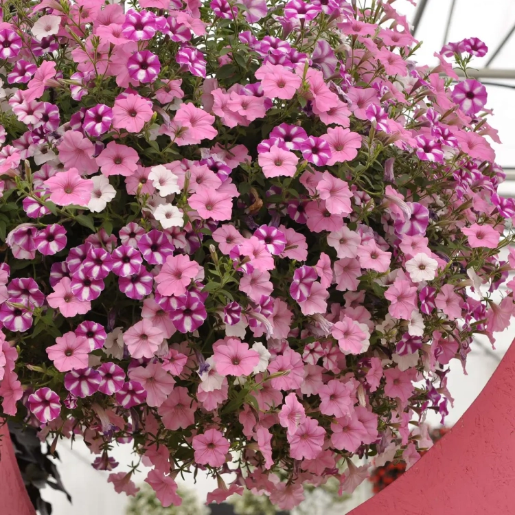 Supertunia VISTA Raspberry Star p9