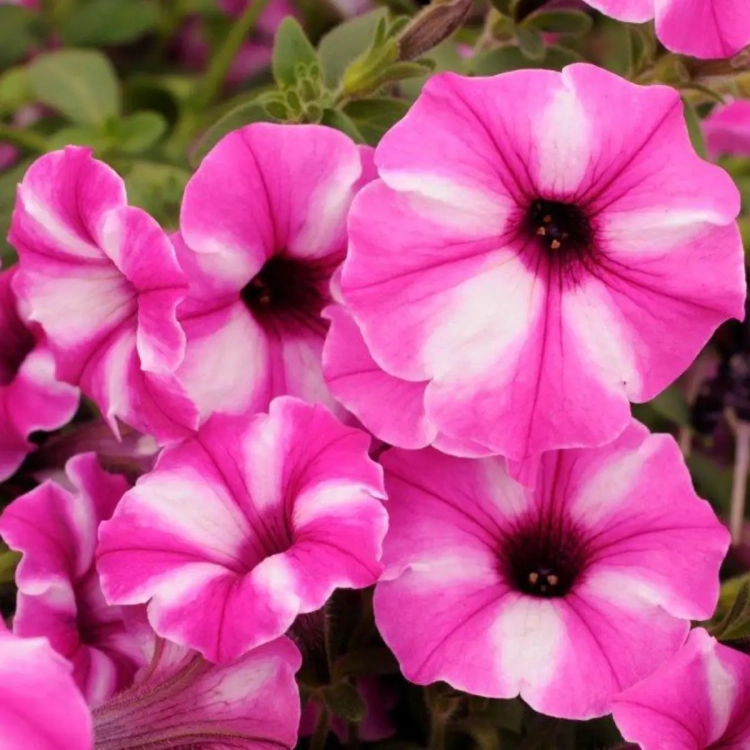 Supertunia VISTA Raspberry Star p9