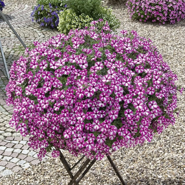 Supertunia VISTA Raspberry Star p9