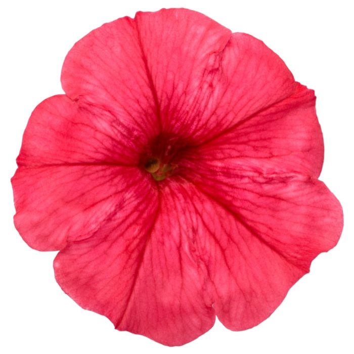 Supertunia MINI VISTA Coral P9