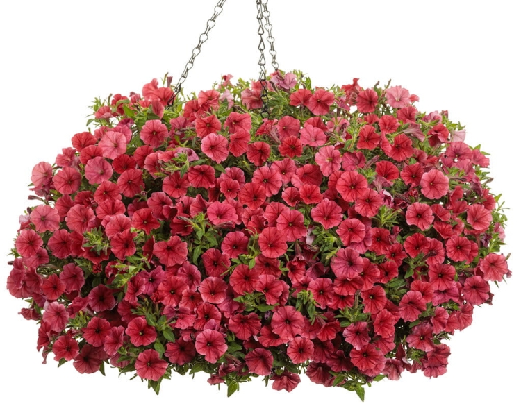 Supertunia MINI VISTA Coral P7
