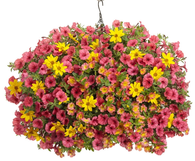 Supertunia MINI VISTA Coral P7