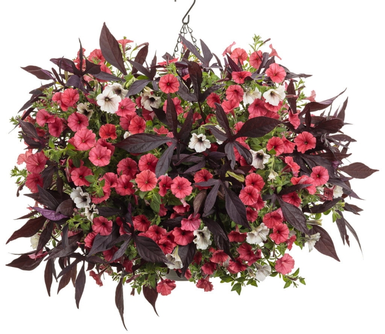 Supertunia MINI VISTA Coral P7