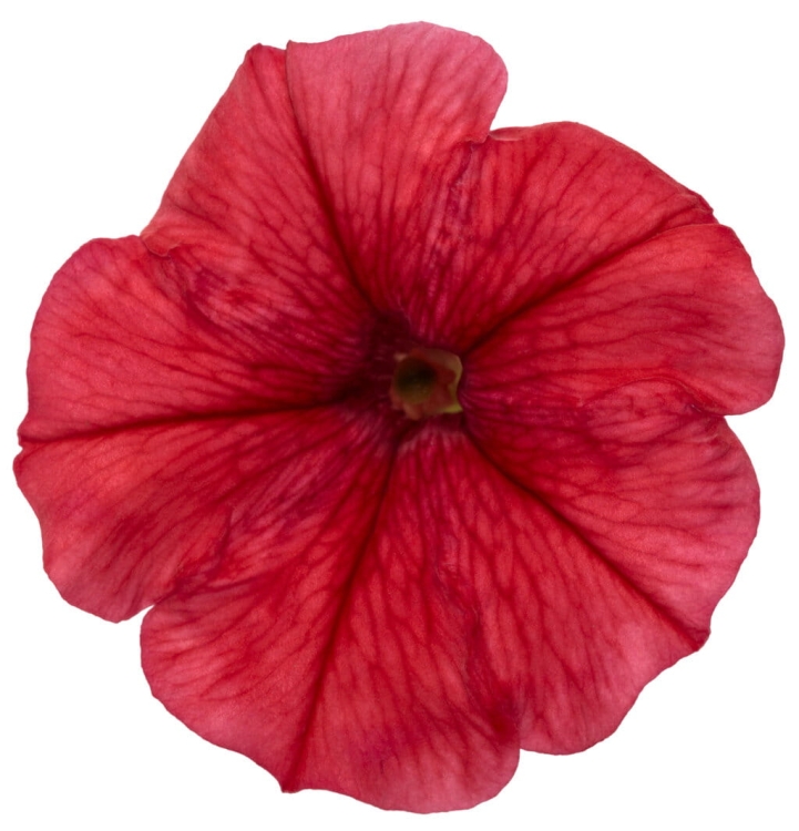 Supertunia MINI VISTA Coral P7