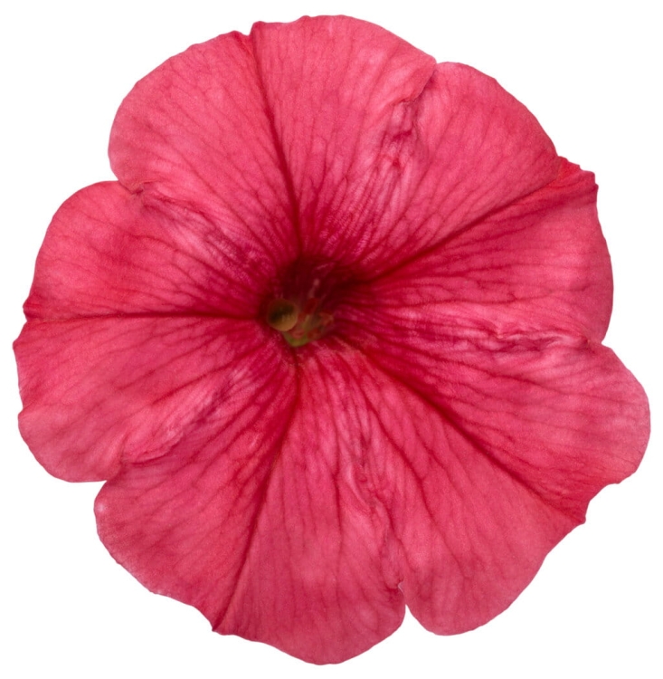 Supertunia MINI VISTA Coral P7