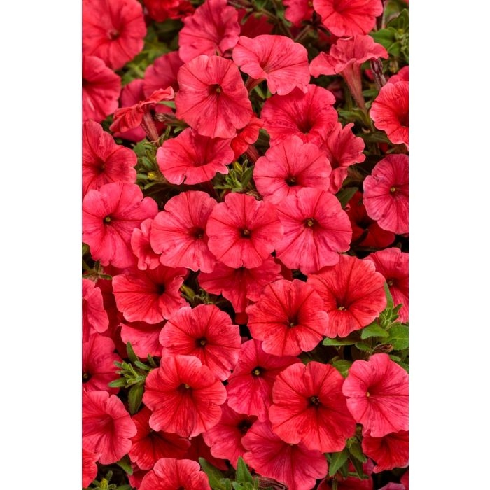 Supertunia MINI VISTA Coral P7