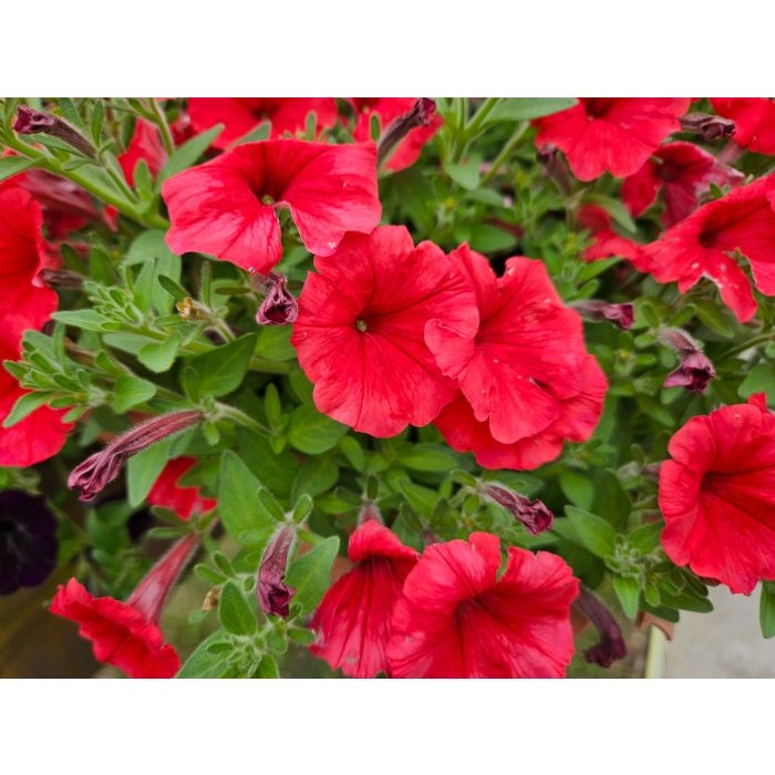 Supertunia MINI VISTA Coral P7