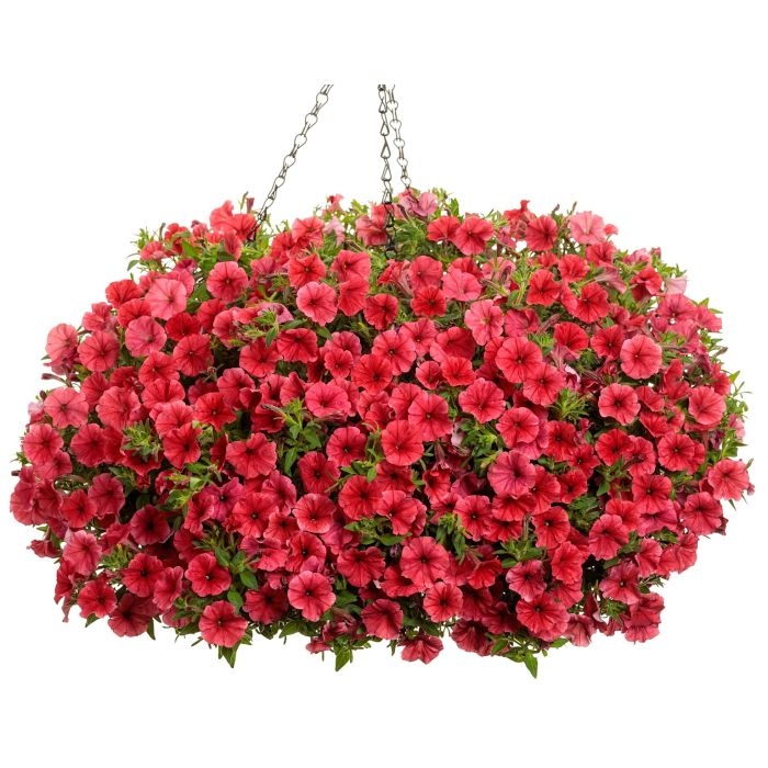 Supertunia MINI VISTA Coral P7
