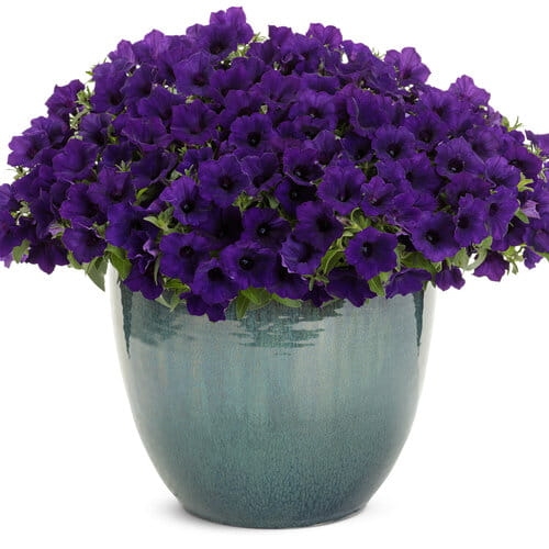 Supertunia MINI VISTA ULTRAMARINE p7