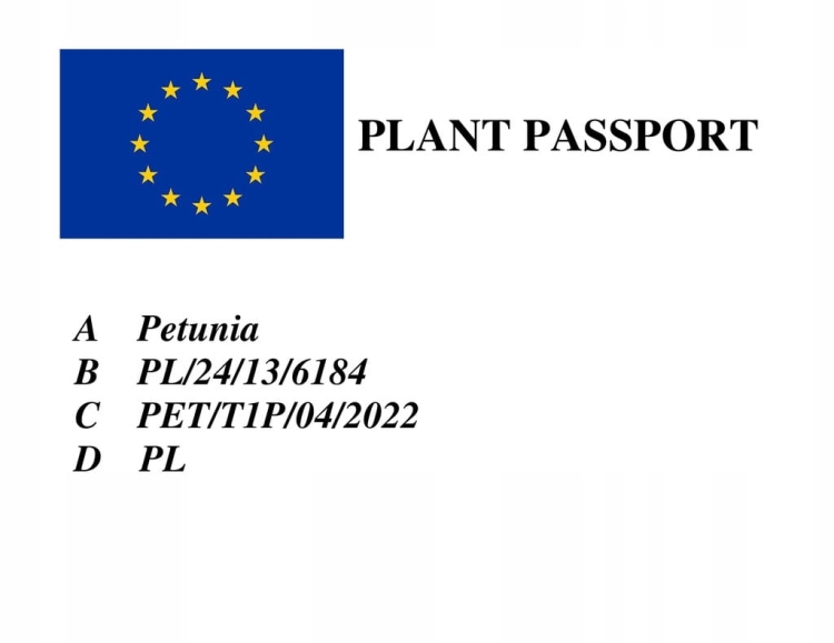 Supertunia MINI VISTA ULTRAMARINE p9 pakiet 6 szt.