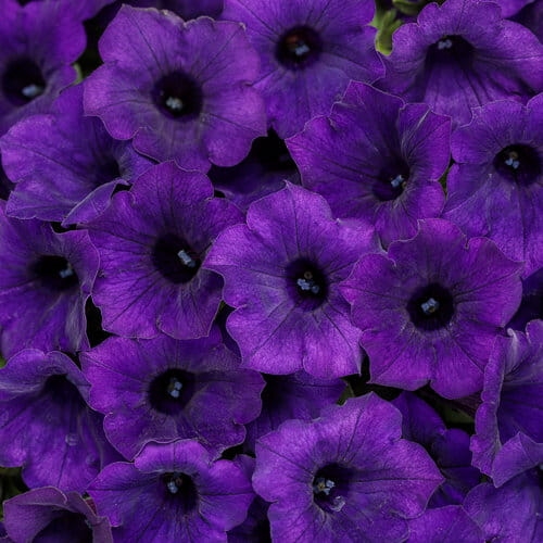 Supertunia MINI VISTA ULTRAMARINE p9 pakiet 6 szt.