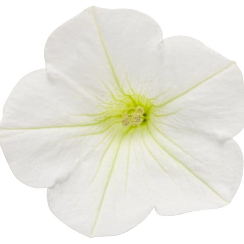 Supertunia MINI VISTA WHITE P7
