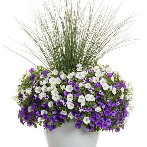 Supertunia MINI VISTA WHITE P7