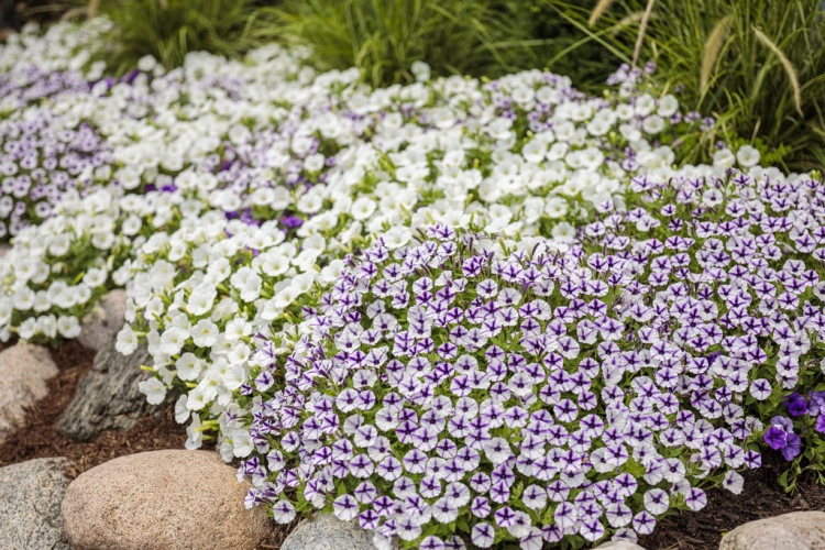 Supertunia MINI VISTA WHITE P7
