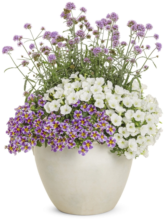Supertunia MINI VISTA WHITE P7