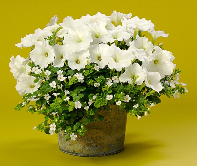 Supertunia MINI VISTA WHITE P7