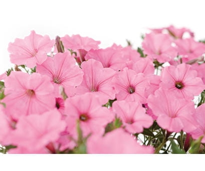 Supertunia Vista Bubblegum P7 - zestaw 10 sztuk