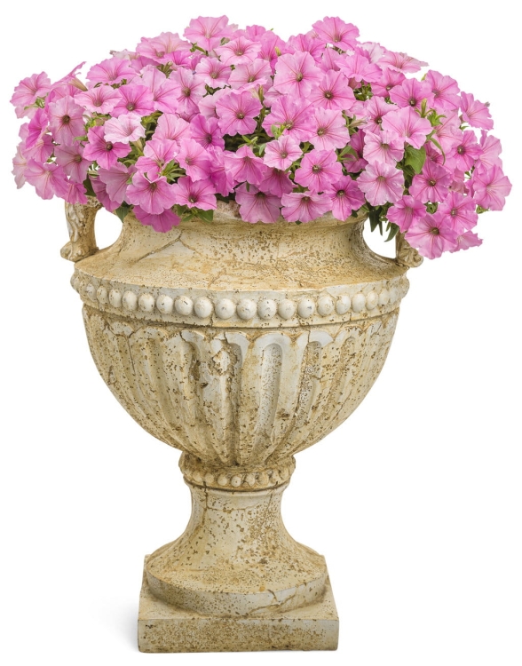 Supertunia Vista Bubblegum P7 - zestaw 10 sztuk