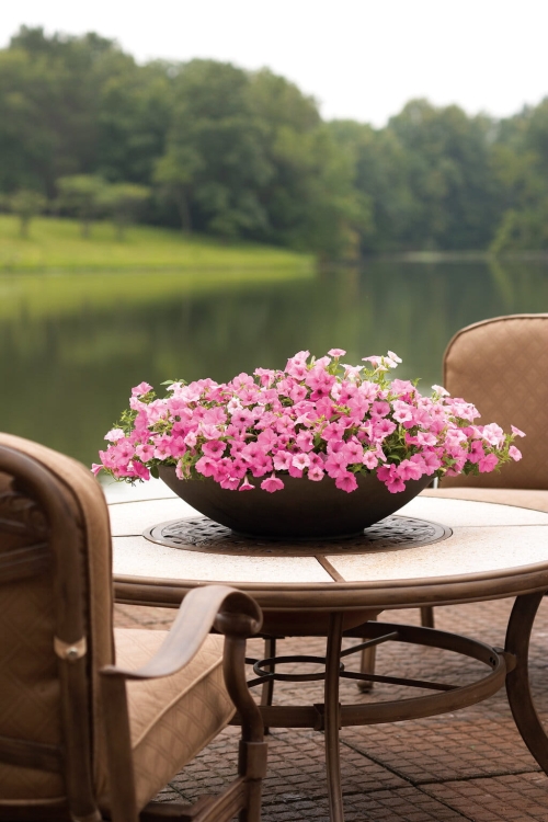 Supertunia Vista Bubblegum P7 - zestaw 10 sztuk